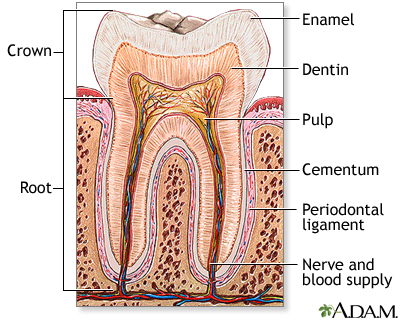 Tooth anatomy Tooth anatomy