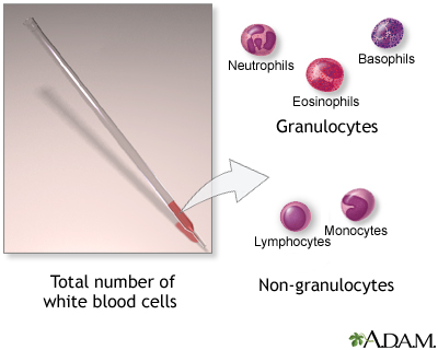 White blood cell count - series White blood cell count - series