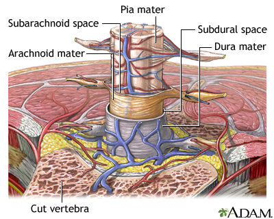 Meninges of the spine Meninges of the spine