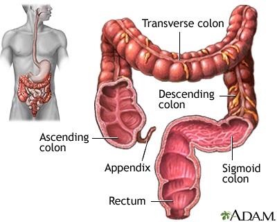 Large intestine (colon) Large intestine (colon)