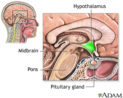 Hypothalamus Hypothalamus