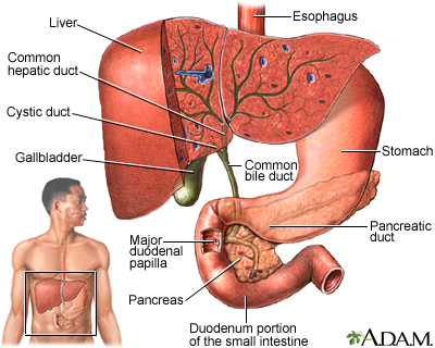 Gallbladder Gallbladder