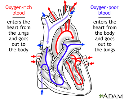 Circulation of blood through the heart Circulation of blood through the heart