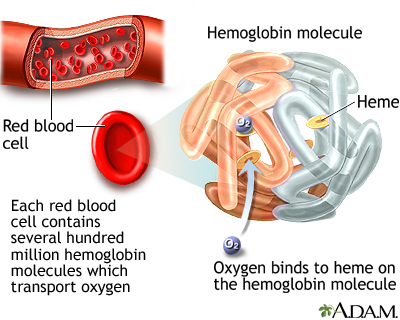 Hemoglobin Hemoglobin
