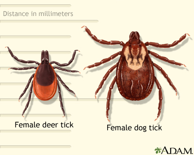 Deer and dog tick