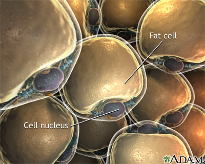 Lipocytes (fat cells) Lipocytes (fat cells)
