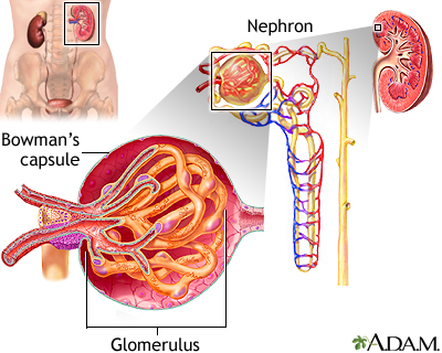 Glomerulus and nephron Glomerulus and nephron