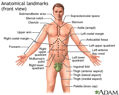 Anatomical landmarks adult - front Anatomical landmarks adult - front