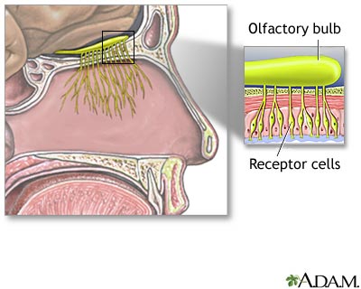 Sense of smell Sense of smell