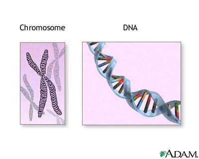 Chromosomes and DNA Chromosomes and DNA