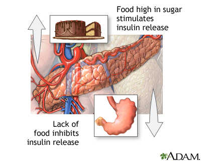 Food and insulin release Food and insulin release