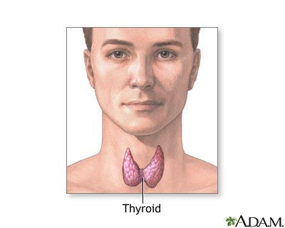 Thyroid gland Thyroid gland