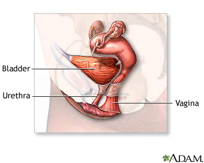 Female reproductive anatomy (mid-sagittal) Female reproductive anatomy (mid-sagittal)