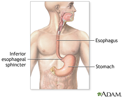 Upper gastrointestinal system Upper gastrointestinal system
