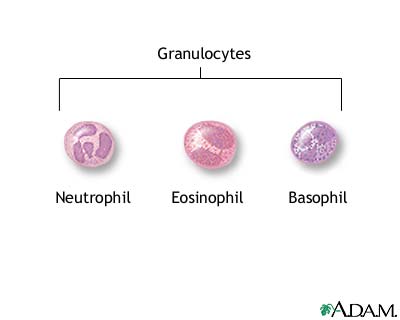 Granulocyte Granulocyte