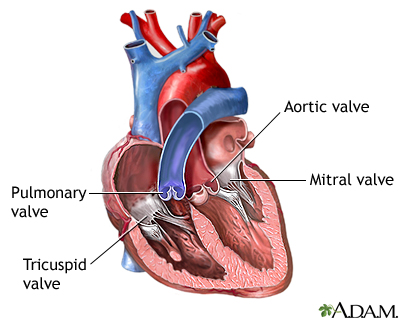Heart valves Heart valves