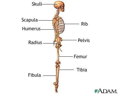 The skeleton (lateral view)