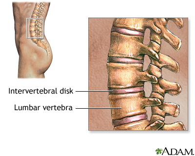 Lumbar vertebrae Lumbar vertebrae