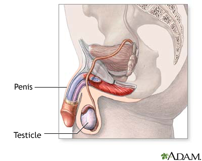 Male reproductive system Male reproductive system