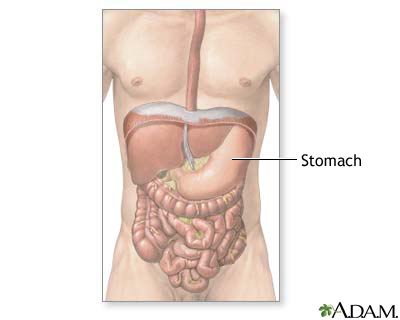 Normal abdominal anatomy Normal abdominal anatomy