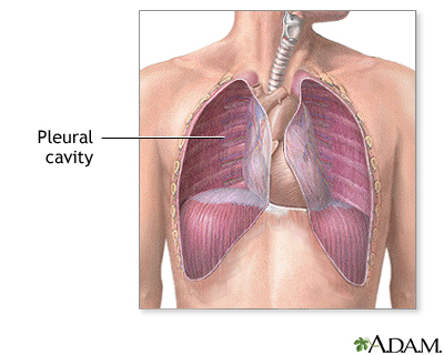 Pleural cavity Pleural cavity