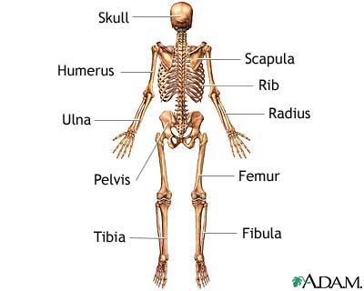 Skeleton (posterior view) Skeleton (posterior view)