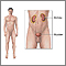 Male urinary system Male urinary system