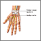 Carpal tunnel repair - Series Carpal tunnel repair - Series