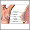 Female Breast Female Breast