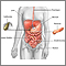 Digestive system Digestive system