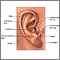 Medical findings based on ear anatomy Medical findings based on ear anatomy