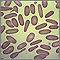 Red blood cells - elliptocytosis Red blood cells - elliptocytosis