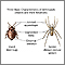Arthropods - basic features Arthropods - basic features