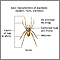 Arachnids - basic features Arachnids - basic features