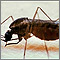 Mosquito, adult feeding on the skin Mosquito, adult feeding on the skin