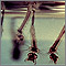 Mosquito - larvae Mosquito - larvae
