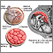 Anatomy of a normal placenta Anatomy of a normal placenta