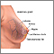 Mammary gland Mammary gland