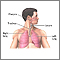 Normal lung anatomy Normal lung anatomy