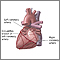 Posterior heart arteries Posterior heart arteries