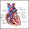 Heart valves - anterior view Heart valves - anterior view