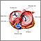 Heart valves - superior view Heart valves - superior view