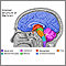 Brain structures Brain structures