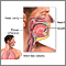 Upper respiratory tract Upper respiratory tract