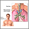 Mediastinum Mediastinum