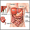 Abdominal organs Abdominal organs