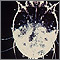 Scabies mite - photomicrograph