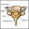 Vertebra and spinal nerves Vertebra and spinal nerves
