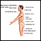 Anatomical landmarks adult - side Anatomical landmarks adult - side