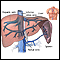 Hepatic venous circulation Hepatic venous circulation
